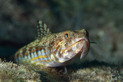 Sand Diver photo 1
