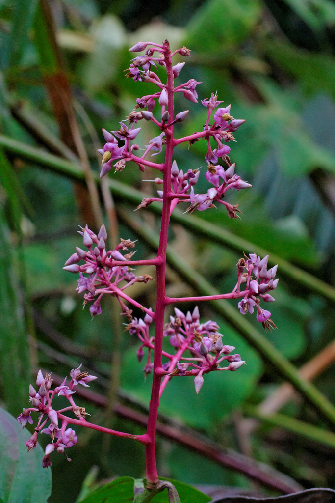 Ardisia colorata (Ardisia colorata)