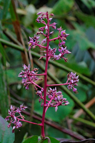 Pink Marlberry