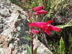 Penstemon coriaceus