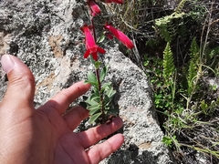 Penstemon coriaceus