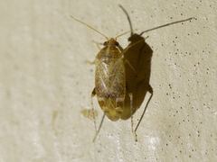 Hamatophylus guttulosus