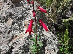 Penstemon coriaceus