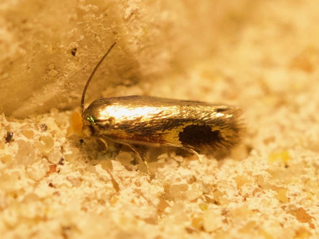 Stigmella resplendensella