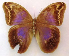 Eryphanis aesacus