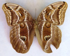 Eryphanis aesacus