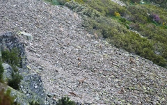 Rupicapra pyrenaica parva