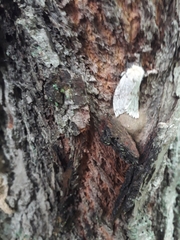 Lymantria dispar dispar