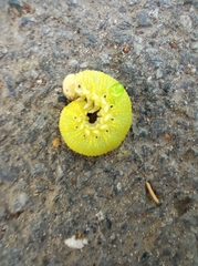 Cimbex femoratus