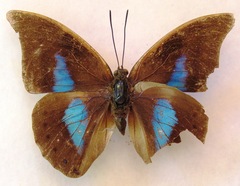Archaeoprepona phaedra