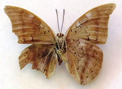 Archaeoprepona phaedra