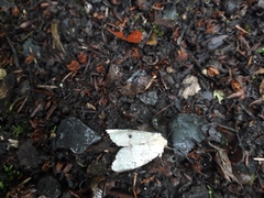 Lymantria dispar dispar