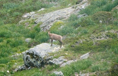 Rupicapra pyrenaica parva