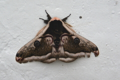 Saturnia pyretorum