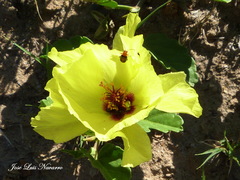 Cienfuegosia hispida