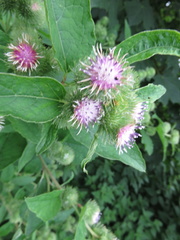 Arctium nemorosum