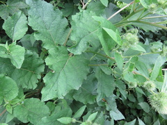 Arctium nemorosum