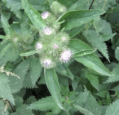Arctium nemorosum
