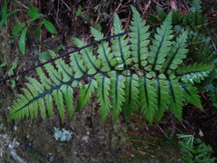 Polystichum wawranum