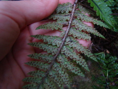 Polystichum wawranum