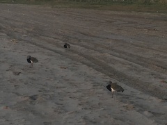 Vanellus chilensis chilensis