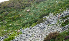 Rupicapra pyrenaica parva