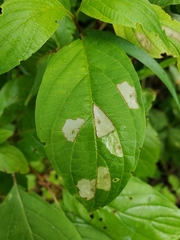 Coleophora cornella