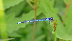 Enallagma laterale