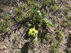 Cienfuegosia hispida