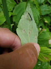 Coleophora cornella