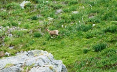 Rupicapra pyrenaica parva