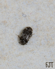 Trogoderma sternale aspericolle