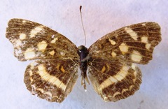 Anthanassa ptolyca