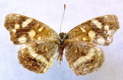 Anthanassa ptolyca