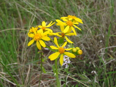 Senecio ampullaceus