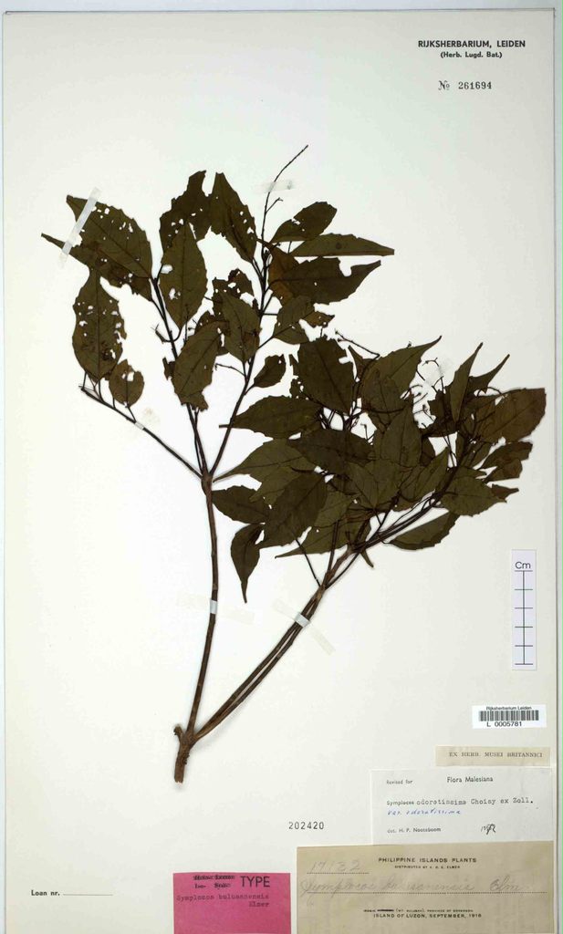 Symplocos odoratissima (Symplocos odoratissima)