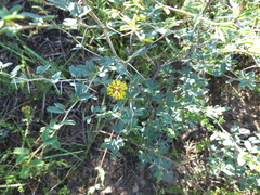Prosopis reptans