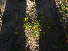 Scoparia montevidensis