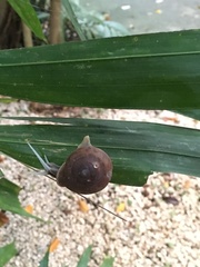 Zachrysia provisoria