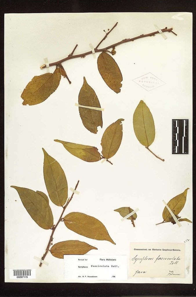 Symplocos fasciculata