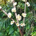 Eurya acuminata - Photo (c) Reuben C. J. Lim, algunos derechos reservados (CC BY-NC-SA)
