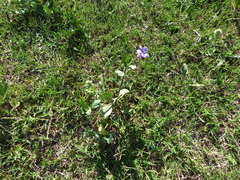 Ruellia ciliatiflora