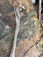Coluber constrictor