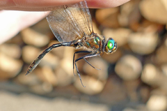 Dorocordulia lepida