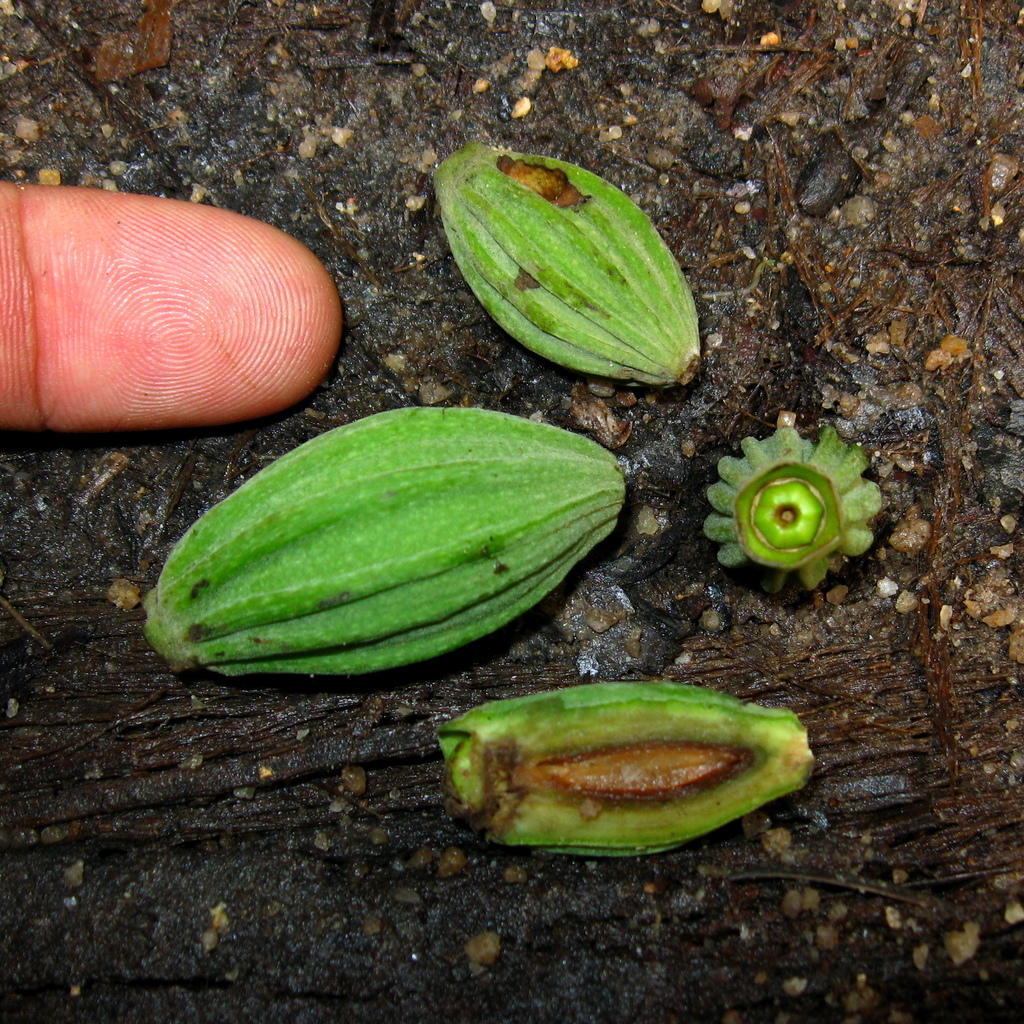 Alangium javanicum