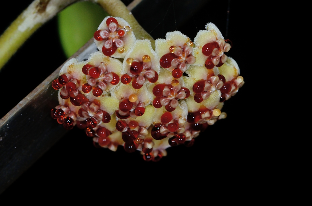 Hoya kerrii