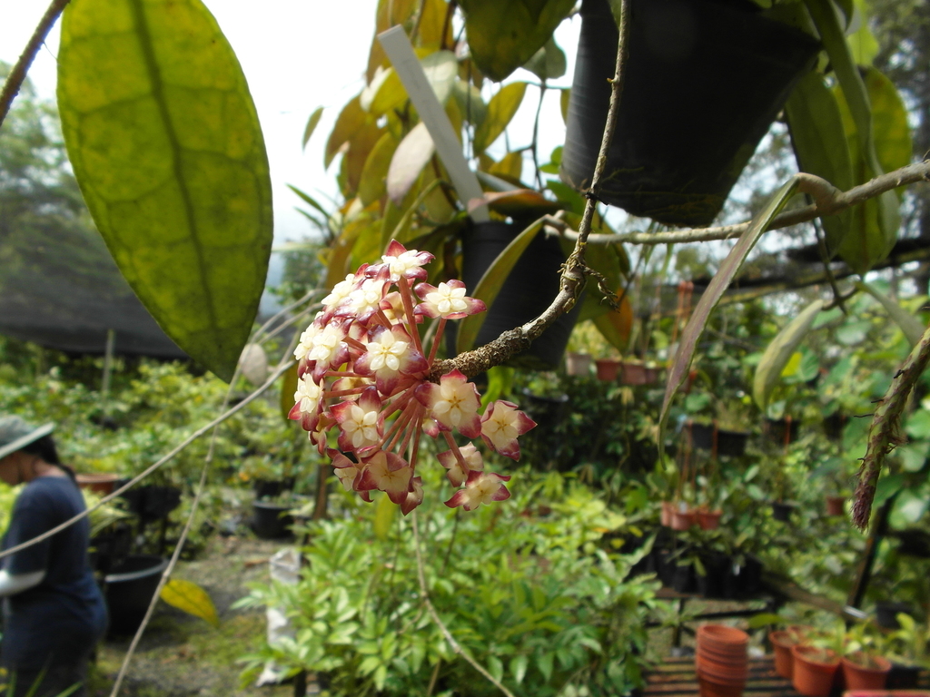 Hoya finlaysonii