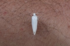 Tegeticula yuccasella