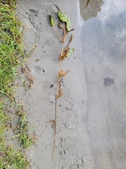 Potamogeton perfoliatus