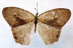 Cyllopsis pephredo